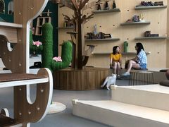-飞行喵MR PILOT|猫舍·猫咖(静安大融城店)