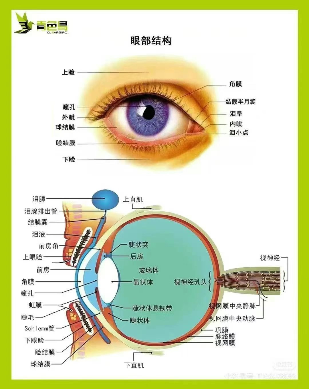 眼前节位置图图片