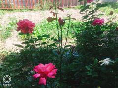 -马白开来特色羊排揪片子  (总店)