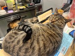 -猫的天空之城概念书店(杭州南宋御街店)