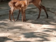 -北京动物园-畅观楼