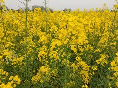 -中国天府农业博览园