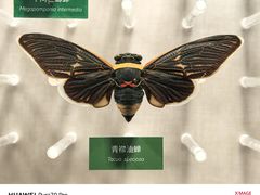 -国家自然博物馆