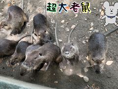 -常州淹城野生动物世界