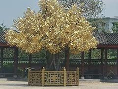 -广东圆玄道观