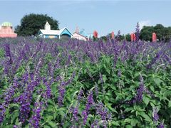 -松山湖南湖湾露营营地