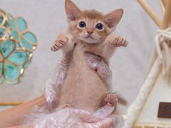 -小猫来了·猫咪专售(红山六九七九店)