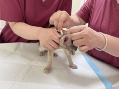 -纳吉亚猫专科动物医院博雅分院