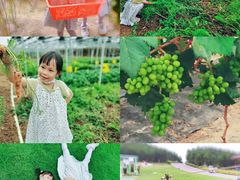 -迪茵湖田家舍生态农场
