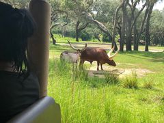 -奥兰多迪士尼动物王国乐园