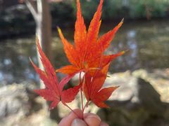 -秋霞圃