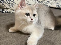 -lincat·猫舍(广州店)