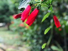 -福建鲤鱼洲酒店