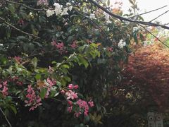 -桃花岛景观公园
