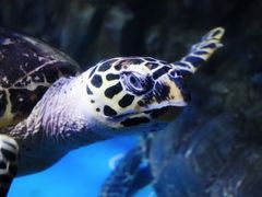 -太平洋海底世界