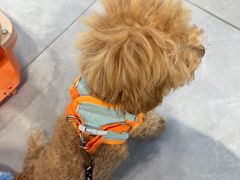 -伟伟宠物医院·CT影像中心·瑞派犬猫综合性门诊(汉口总院)