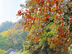 -潭柘寺景区