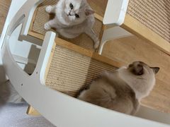 -1013 PET SHOP精品宠物商店(丁香店)