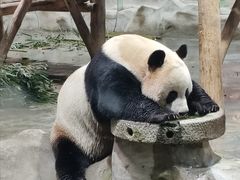 -栾川竹海野生动物园