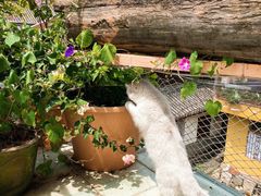-喵屿·大理花园猫咖
