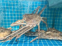-震海贝烤贝·民俗特色店(延吉总店)