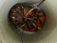 -欢乐海岸美食联盟