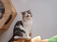 -猫和宫(六道口店)
