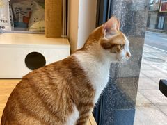 -啵啵喵·猫咖(攀华国际店)