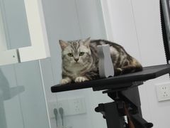 -爱洗澡的猫(望京店)