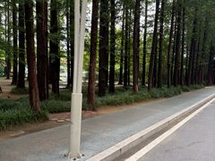 -日照海滨国家森林公园