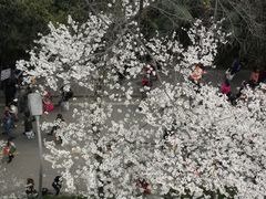 -武汉大学-樱园