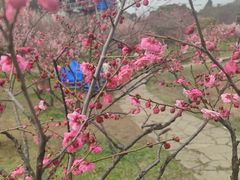 -无锡梅园公园