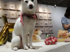 -柴务处·柴犬主题狗咖