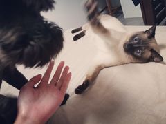 -联萌宠物医院(猫病专科)