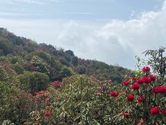-贵州百里杜鹃风景名胜区