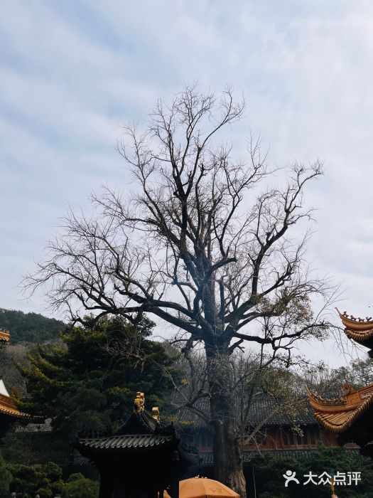 普陀山风景名胜区-法雨禅寺图片