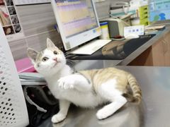 -瑞派名望志远动物医院·猫科·內科·异宠专科(直港大道店)