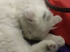 android_upload_pic-Sirena海妖日咖夜酒