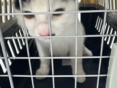 -嘉馨宠物医院·CT影像转诊·心脏科·犬猫全科诊疗中心(下沙大学城院区)