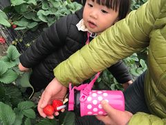 -青浦采草莓天天草莓园