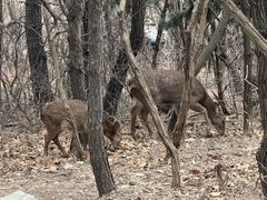 -大连森林动物园