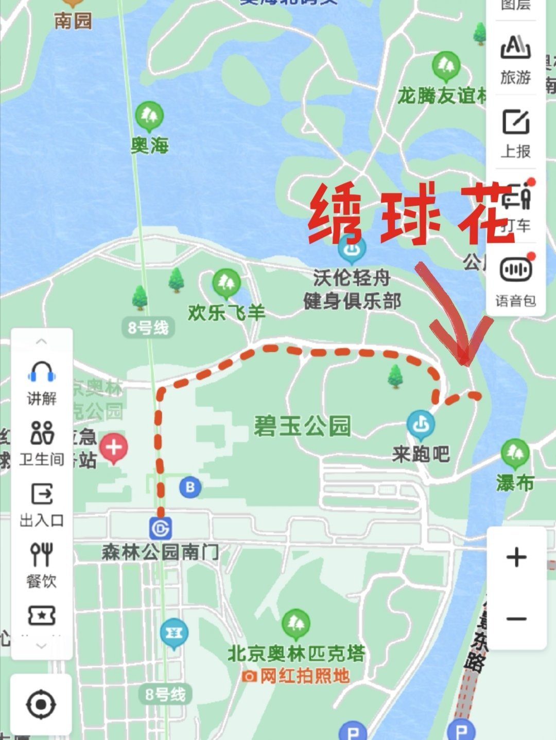 北京奥森绣球花盛放赏花拍照正当时