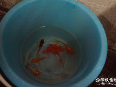 -赵府街副食店