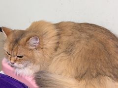 -格蕾宠物医院24H·猫科·肿瘤科·骨科中心(福州总院)
