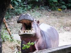 -广州长隆野生动物世界