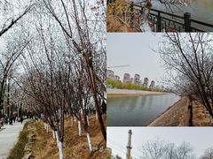 -桃花堤公园