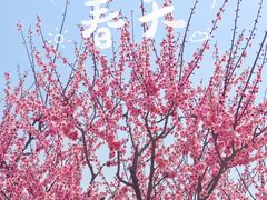 -莘庄梅园