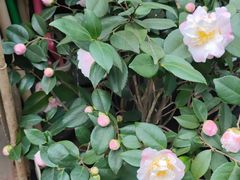 -武汉花鸟市场