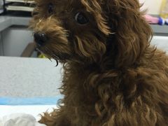 -达爱动物医院·犬猫分区·CT·复杂眼科(远洋山水分院)