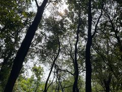 -火炉山森林公园